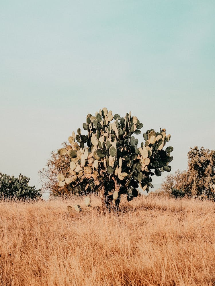 Cactus In Desert