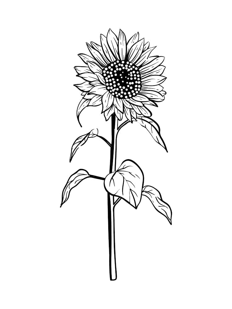 Sunflower 1