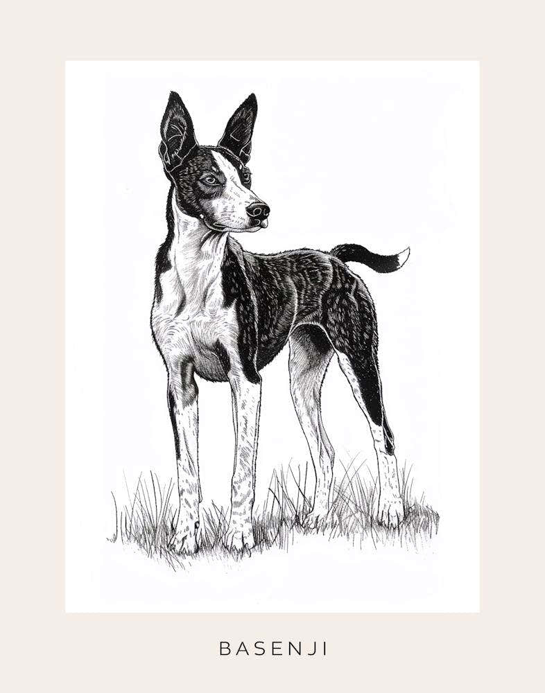 Basenji Dog Line Sketch 4 Poster