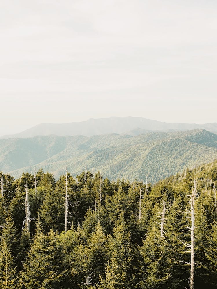 Pine Forest Mountain
