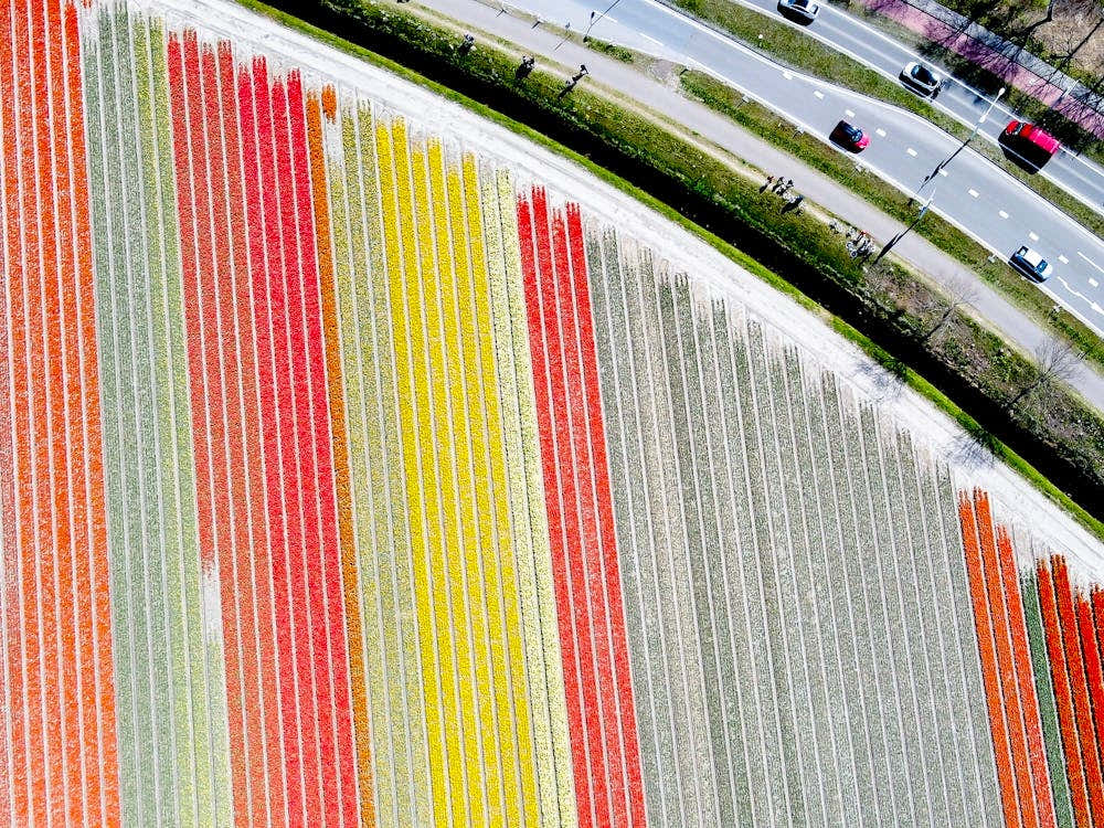Tulip Fields