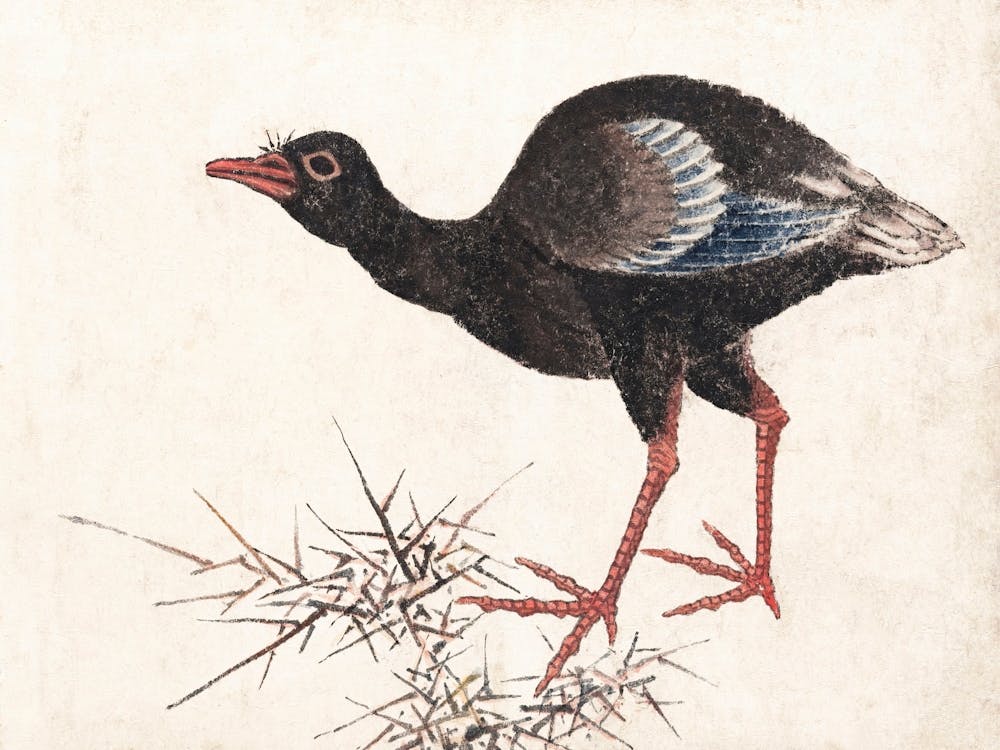 Bird, From Album Of Sketches (1814), Katsushika Hokusai