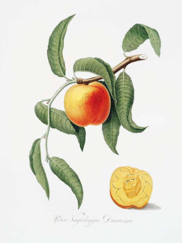 Peach (Prunus Persica) From Pomona Italiana (1817 1839), Giorgio Gallesio 5