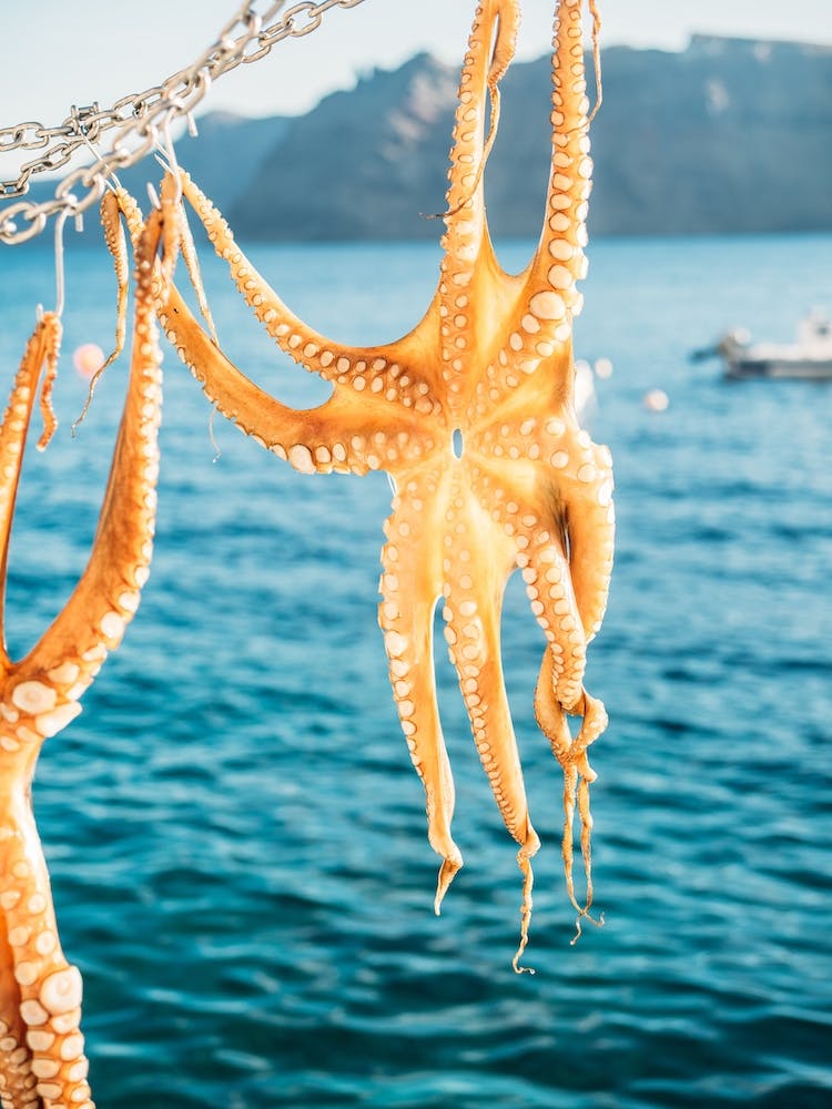 Drying Octopus