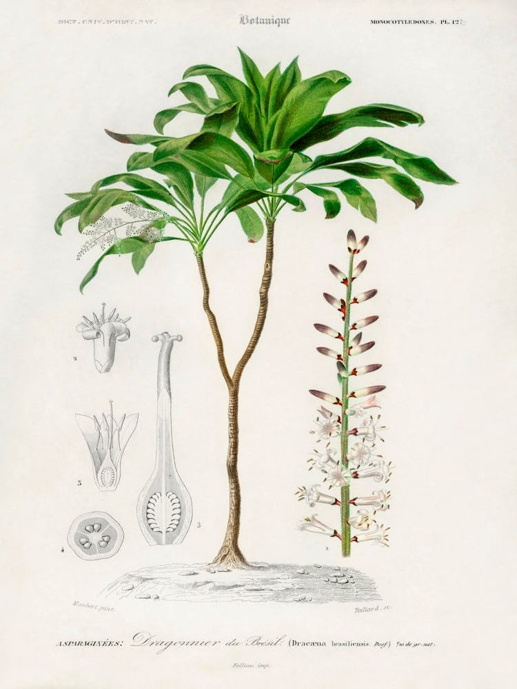 Dracaena Brasiliensis, Charles Dessalines D' Orbigny