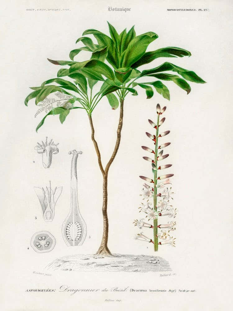 Dracaena Brasiliensis, Charles Dessalines D' Orbigny