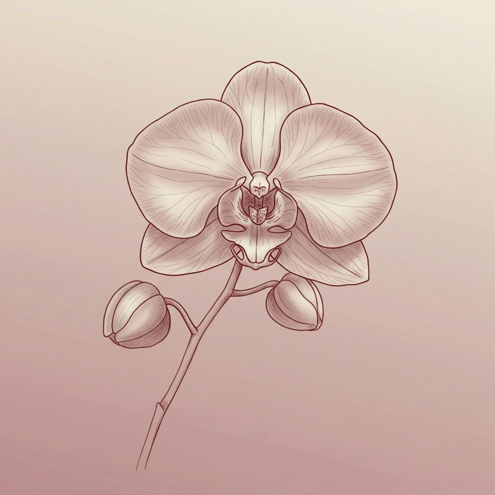Orchid Flower 1