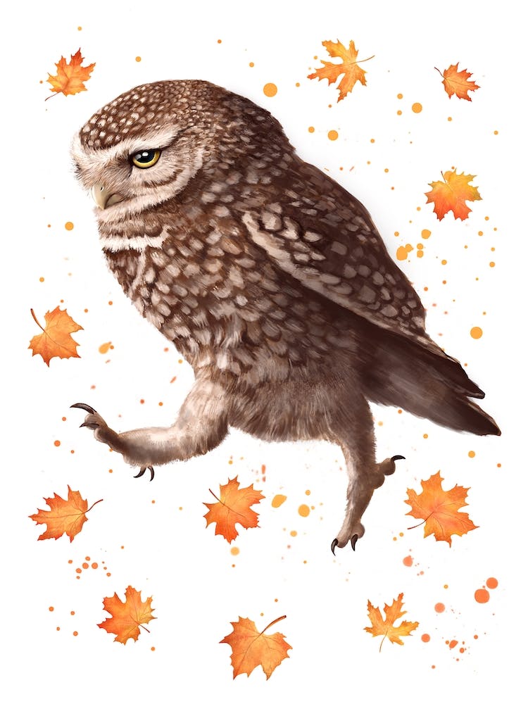 Autumn Owl