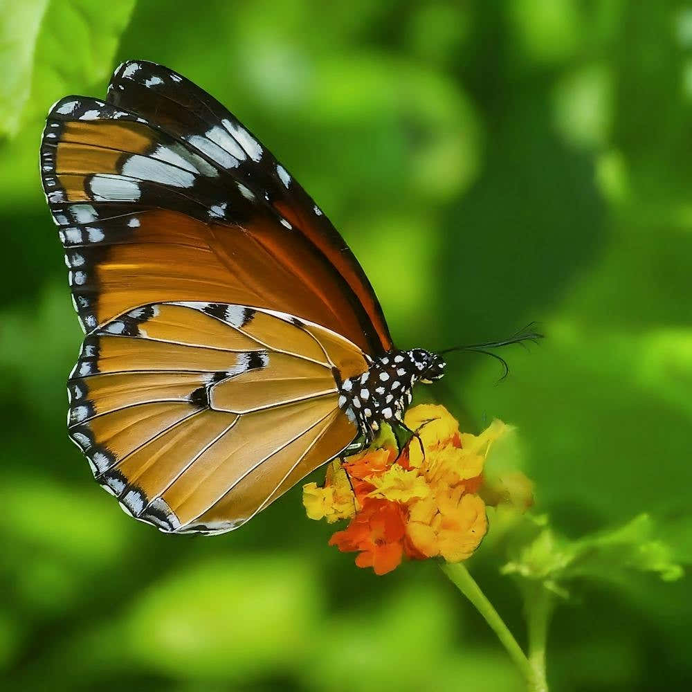 Butterfly - Butterfly Stock Videos & Royalty-Free Footage