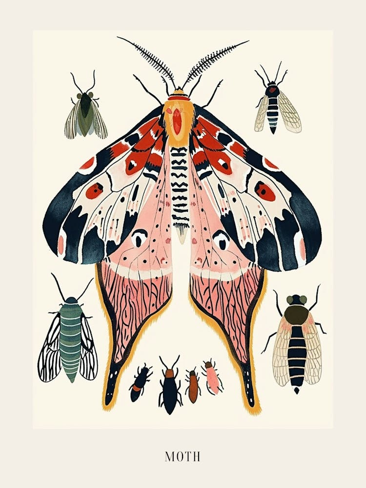Colourful Insect Illustration Moth 17 Poster