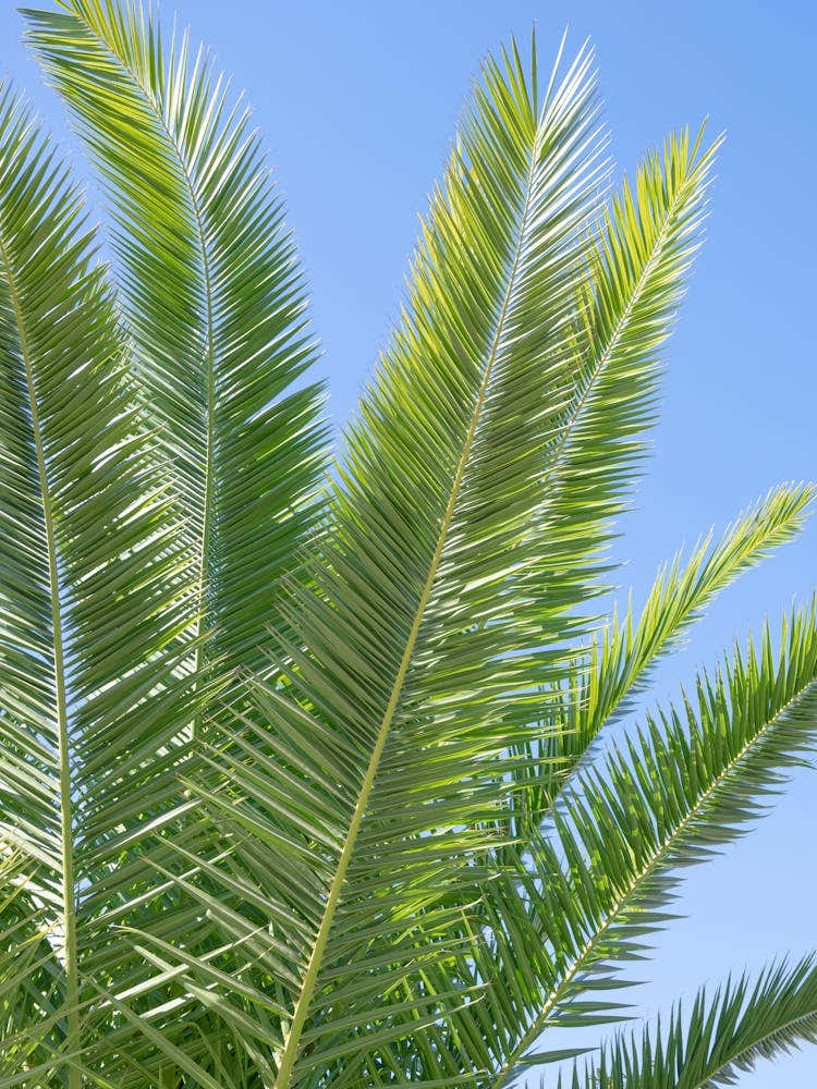 Summer in Portugal - green palmtree leaves with a clear blue sky - botanical nature and travel photography by Christa Stroo