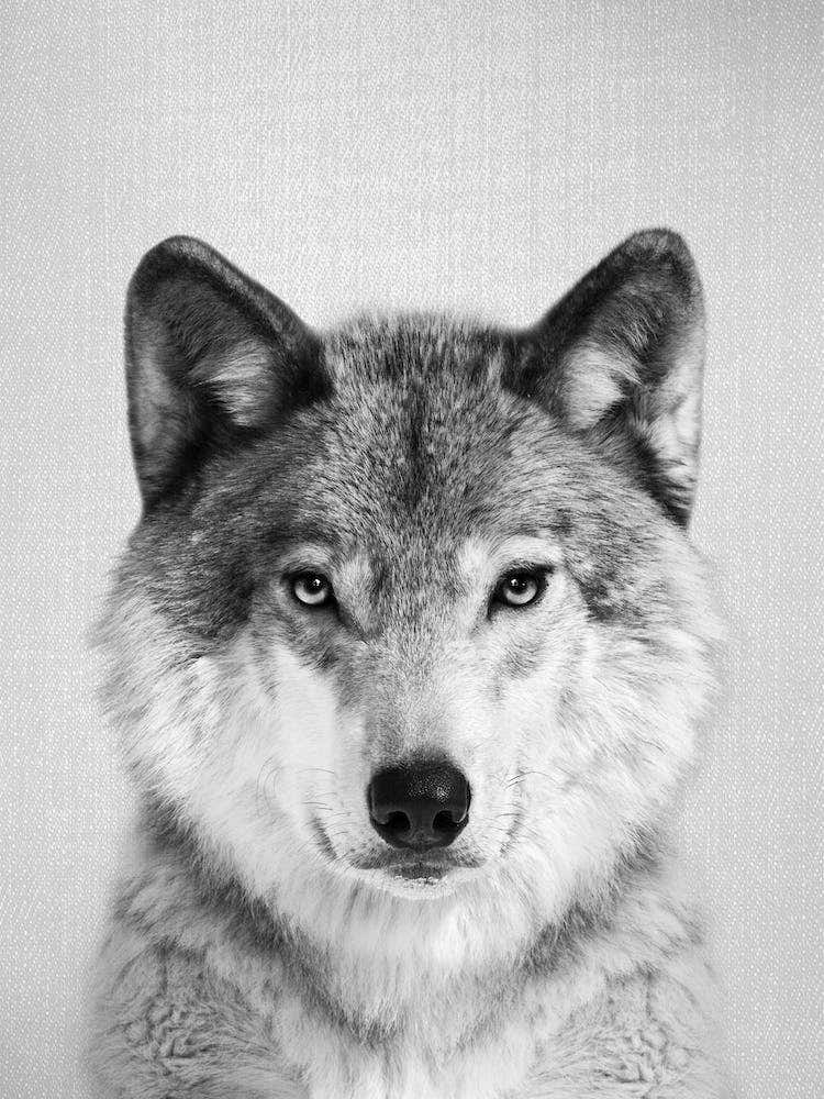 Wolf - Black & White