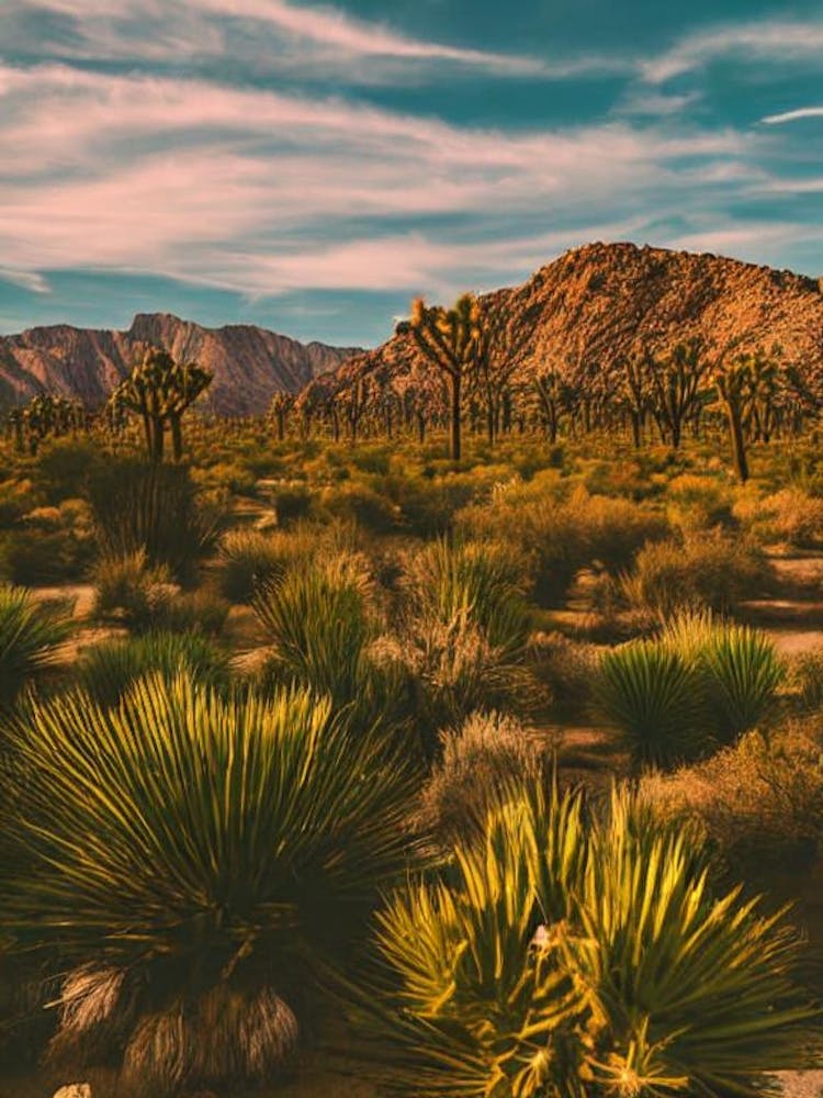 Joshua Tree National Park United States Of America Vintage Poster
