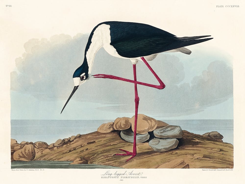 Long Legged Avocet, Birds Of America, John James Audubon