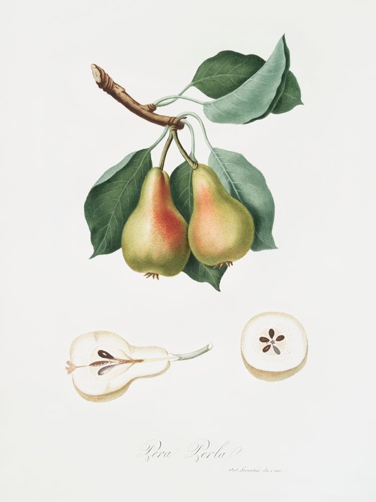 Pear (Pyrus Perla) From Pomona Italiana (1817 1839), Giorgio Gallesio