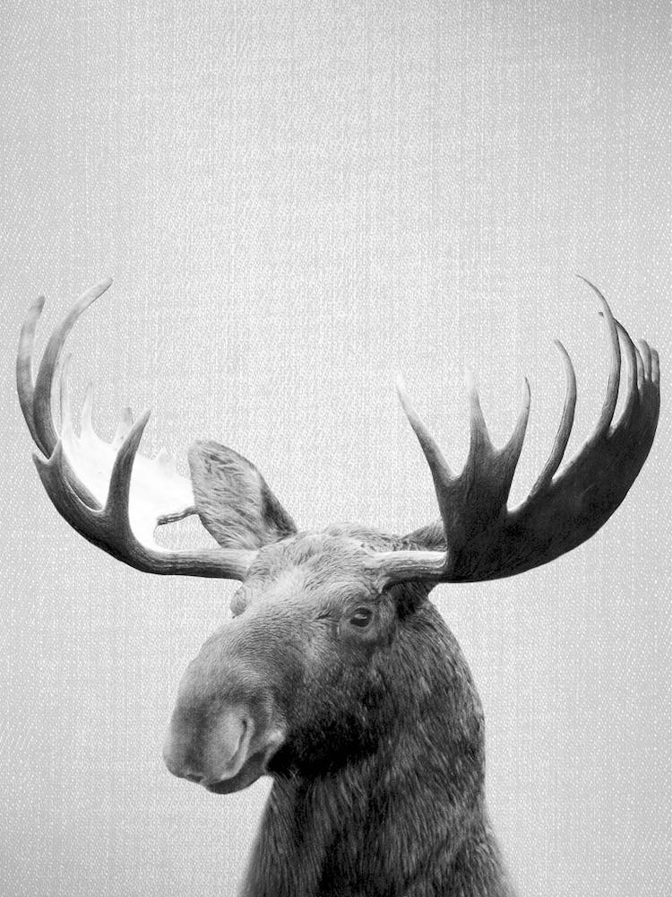 Moose - Black & White