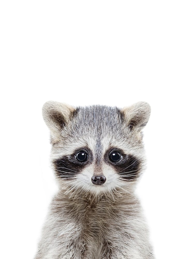 Racoon
