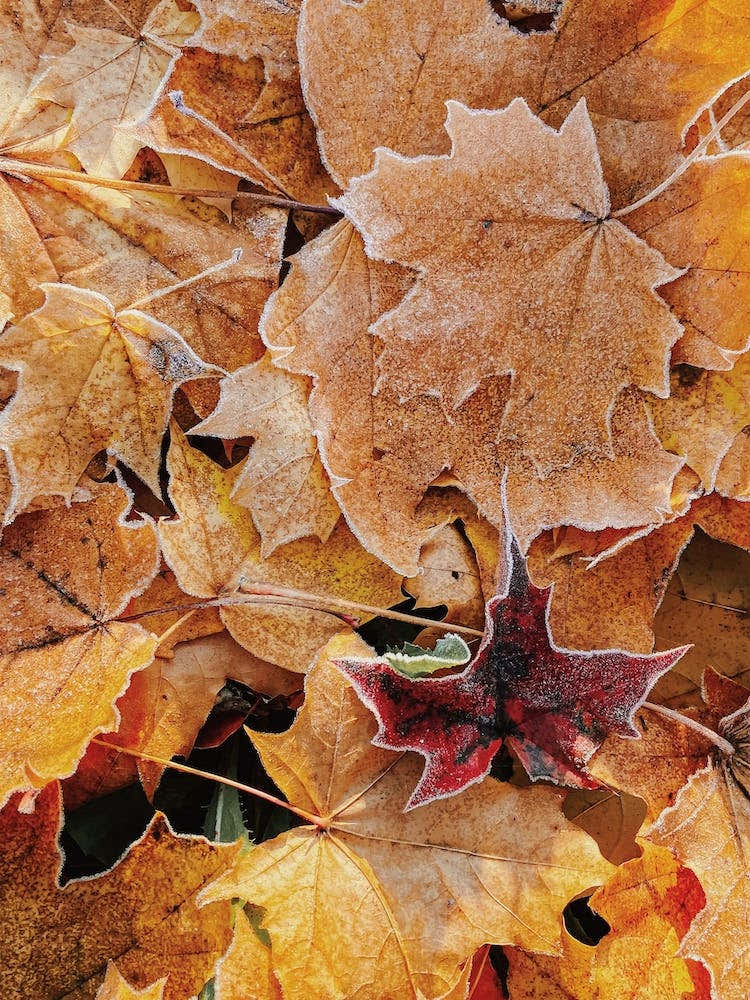 Frosty Autumn Leaf