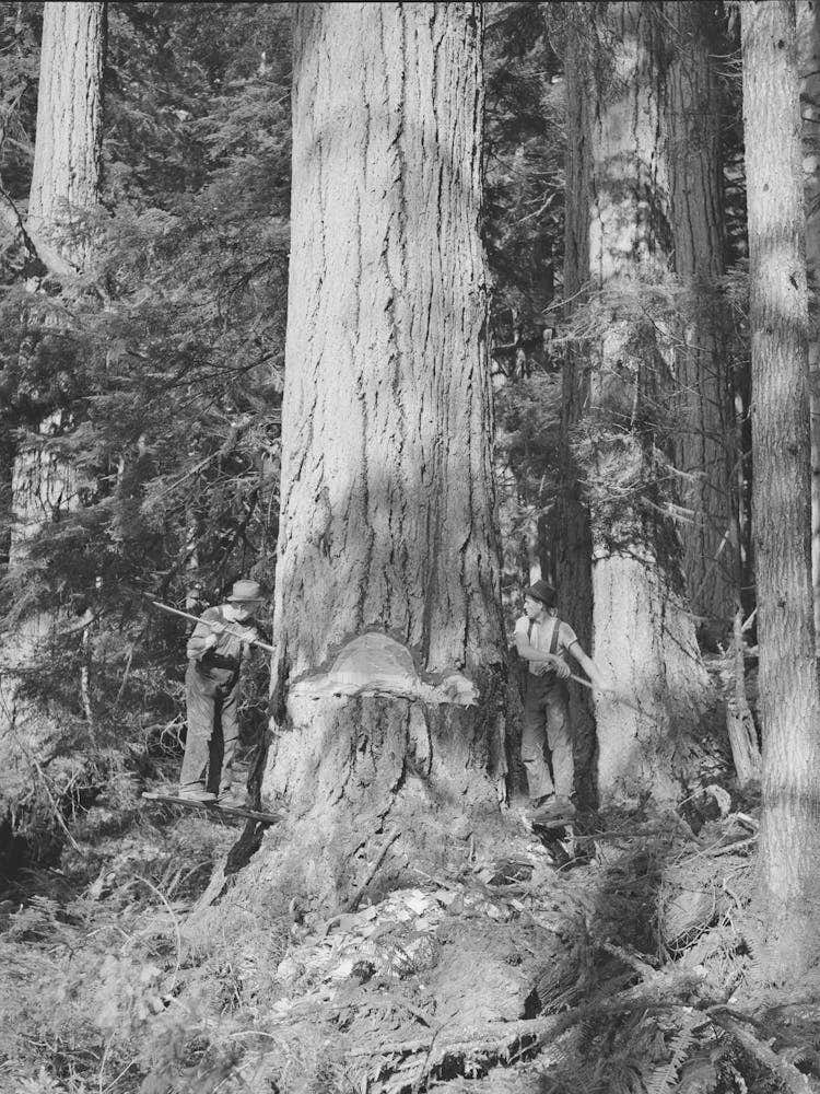 Long Bell Lumber Company, Cowlitz County, Washington, Fallers Undercutting A Fir Tree By Russell Lee