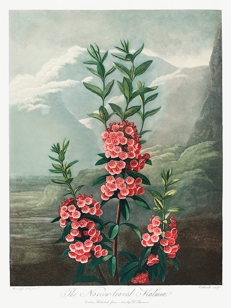 The Narrow–Leaved Kalmia From The Temple Of Flora (1807), Robert John Thornton