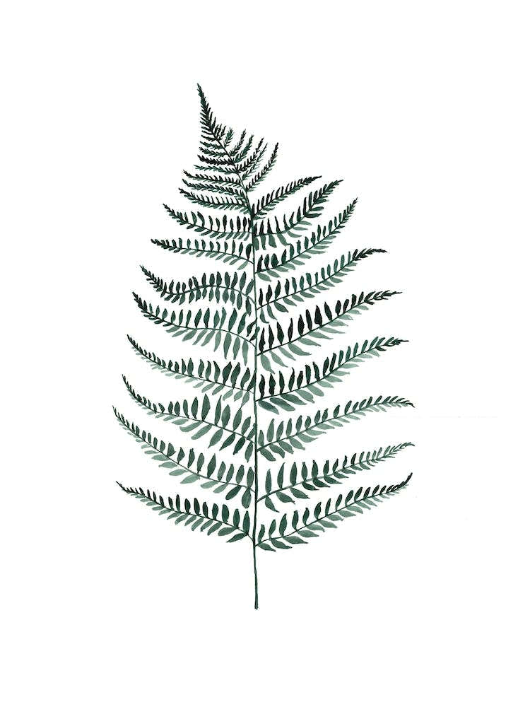 Botanical Illustration Silverfern