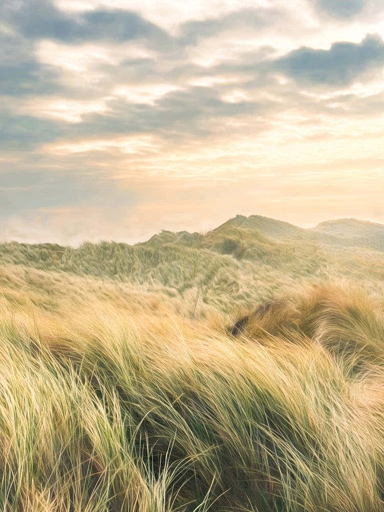 Grassy Dunes At Sunrise