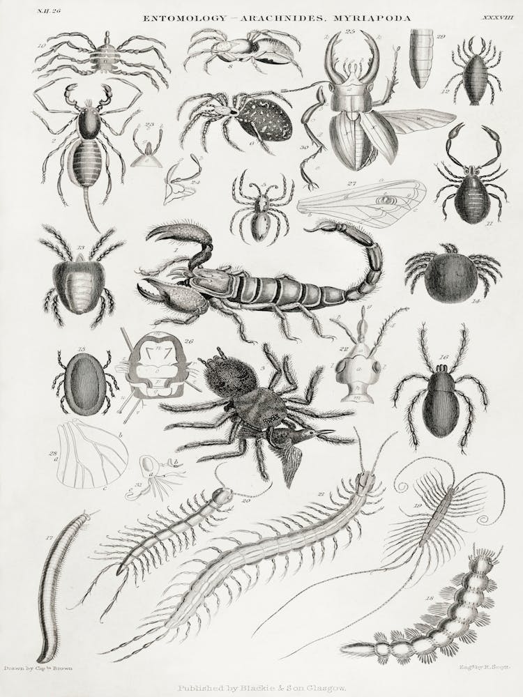 Entomology Arachnides, Myriapoda, Oliver Goldsmith