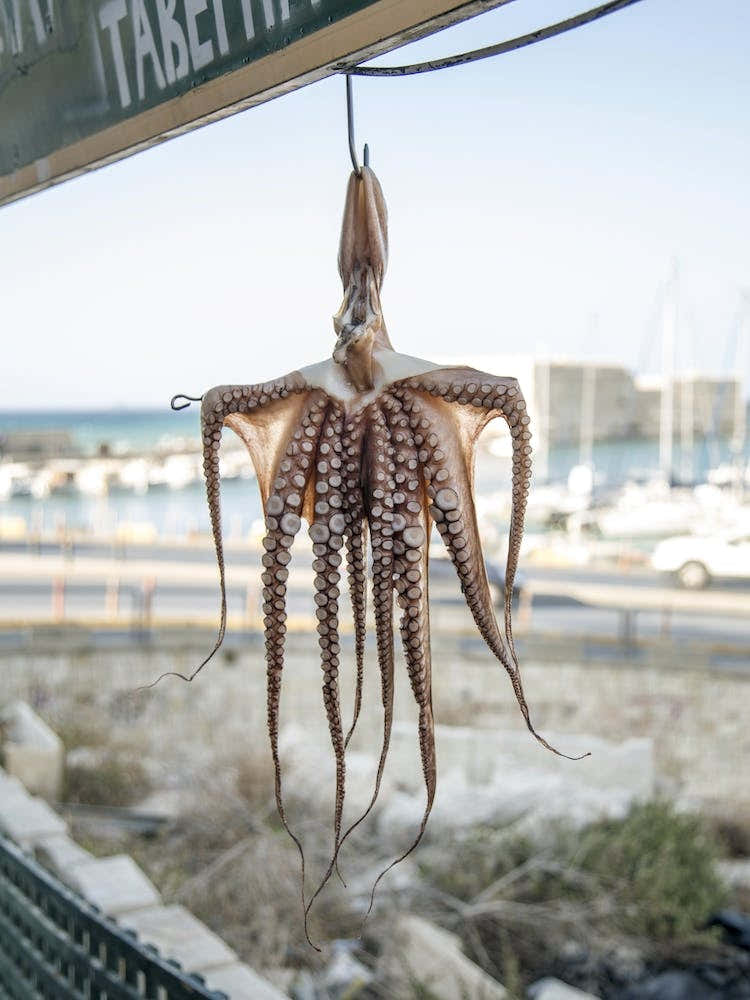 Dried Octopus Hanging Outdoors