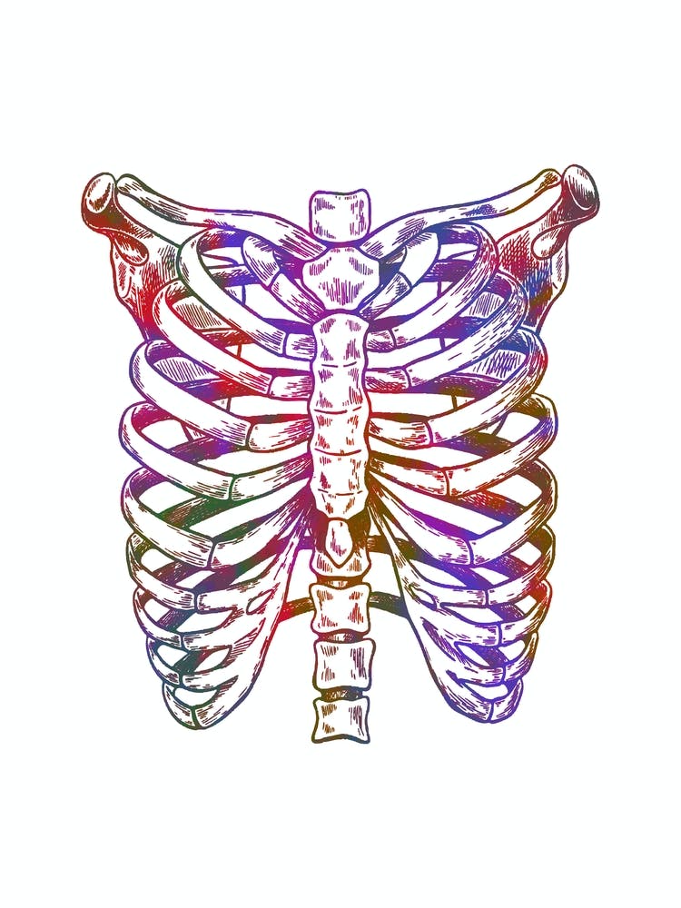 Chest Anatomy Black And White 1