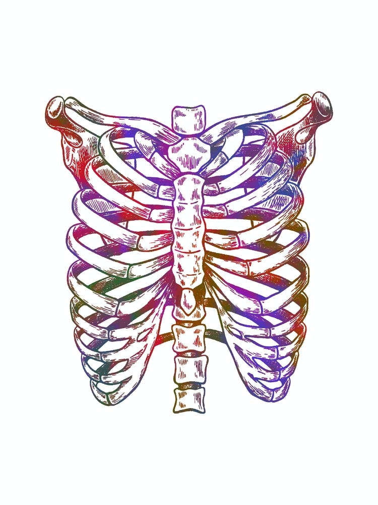 Chest Anatomy Black And White 1