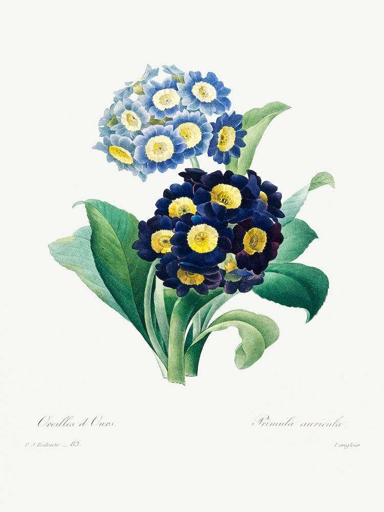 Cowslip Primrose, Pierre Joseph Redouté