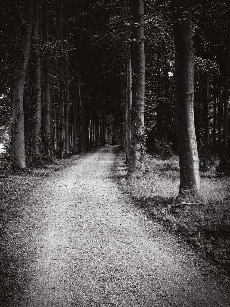 Dark Forest Path // The Netherlands :: Nature Photography