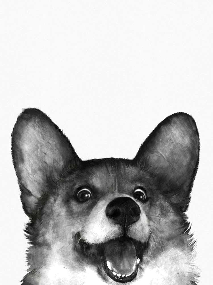 Corgi