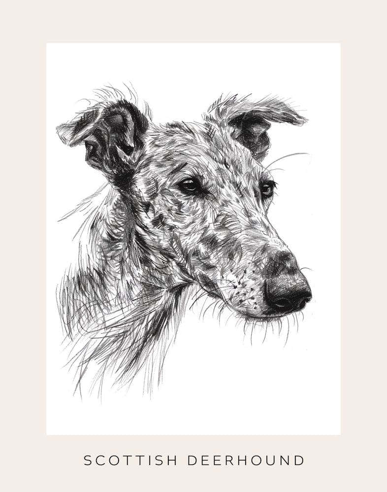 Scottish Deerhound Dog Line Sketch 2 Poster