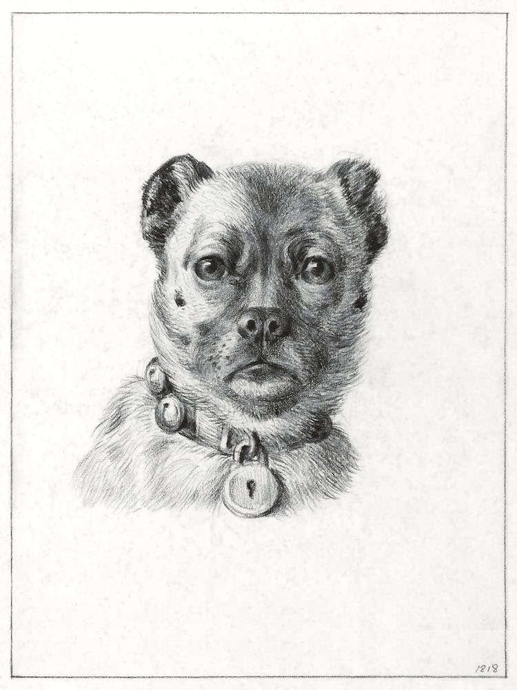 Dog Head With A Collar (1818), Jean Bernard