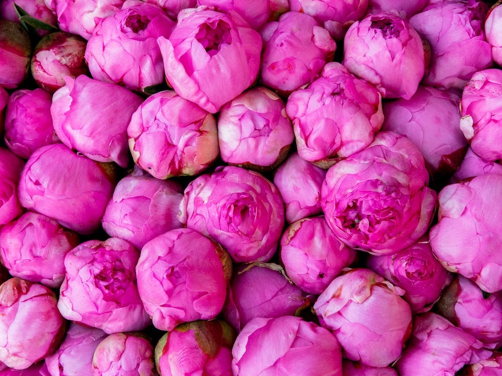 Pink Peonies