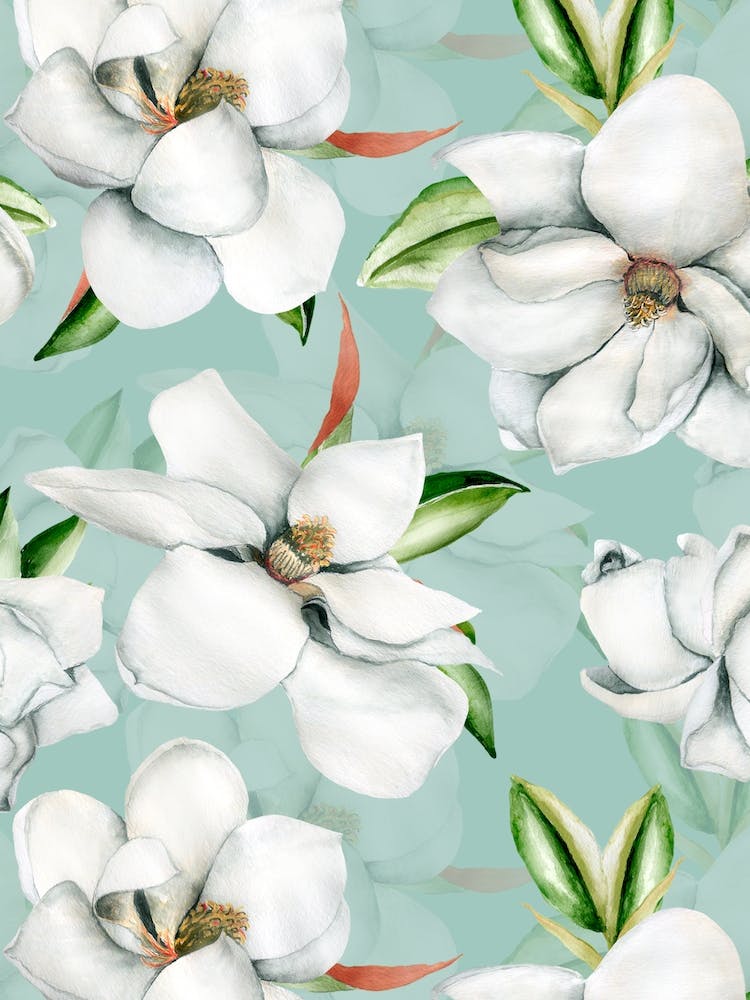 White Magnelia Blossoms