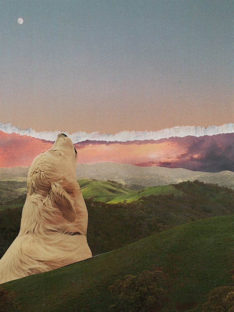 All Dogs go to Heaven