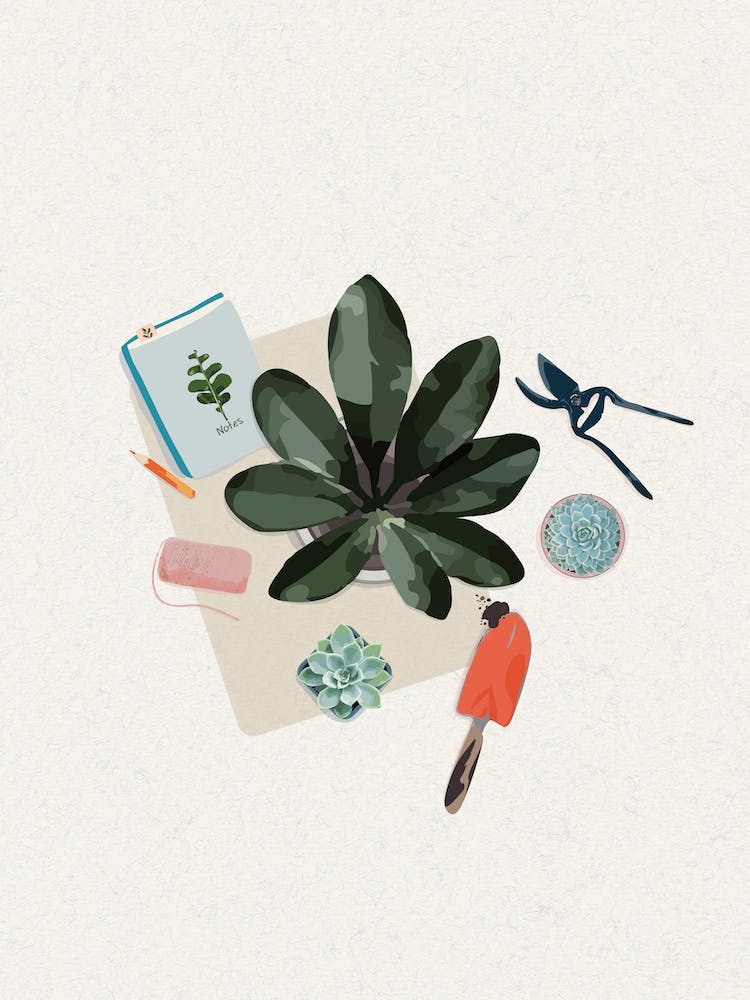 Succulent Plant 5