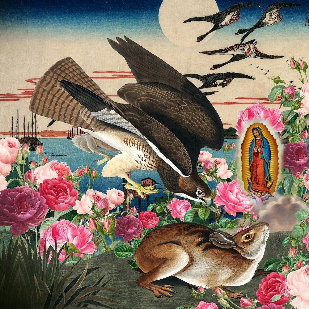 Hawk And A Rabbit