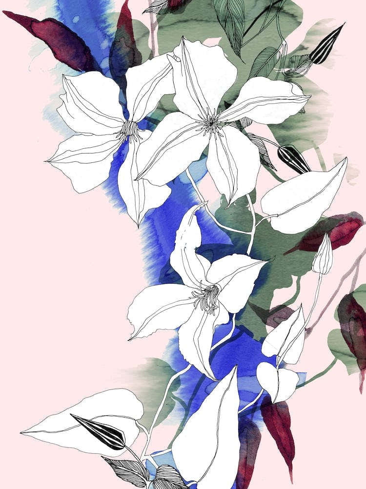 Watercolour Clematis