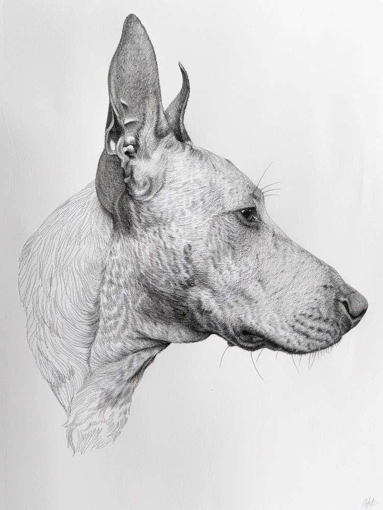Bull Terrier Dog Line Sketch 2