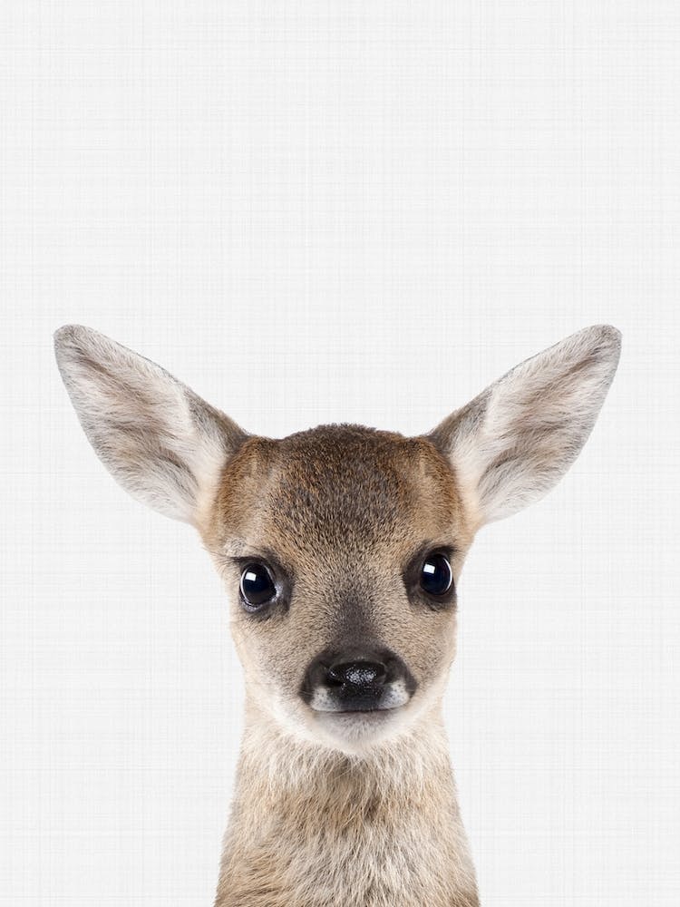 Fawn II