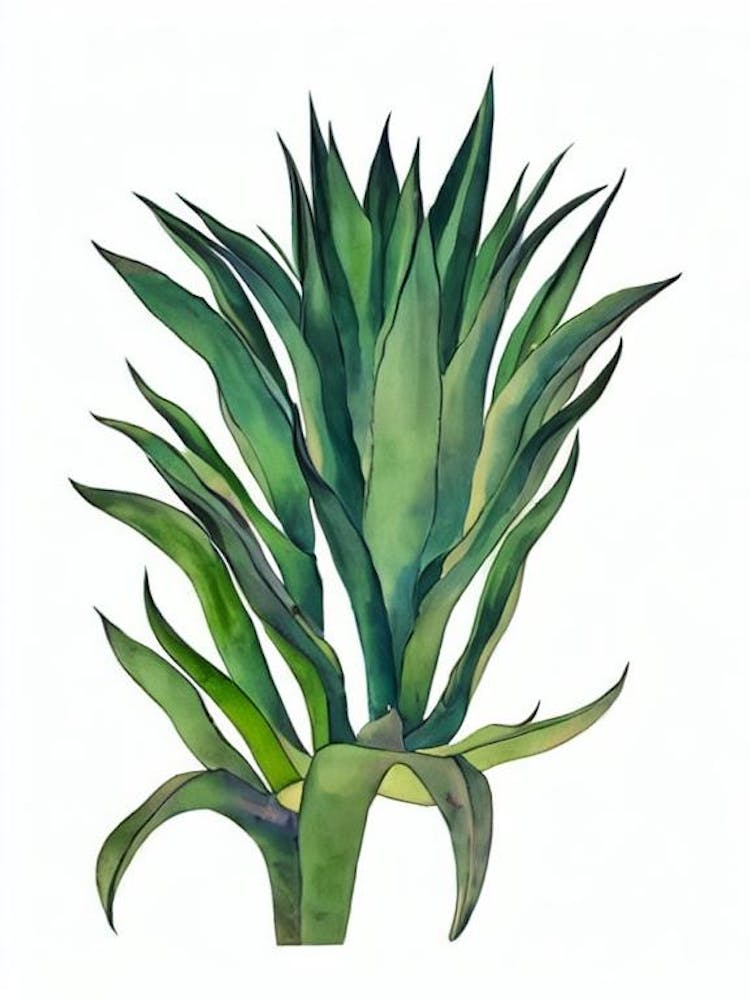 Blue Agave Plants (Agave Parryi) Watercolor