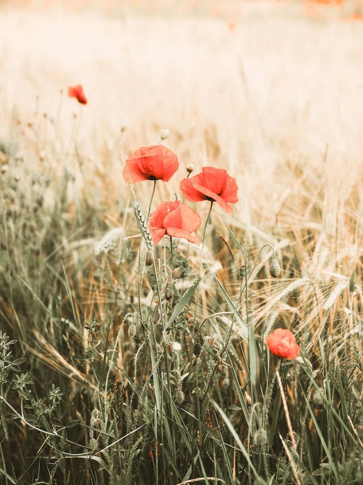 Poppy Flowers