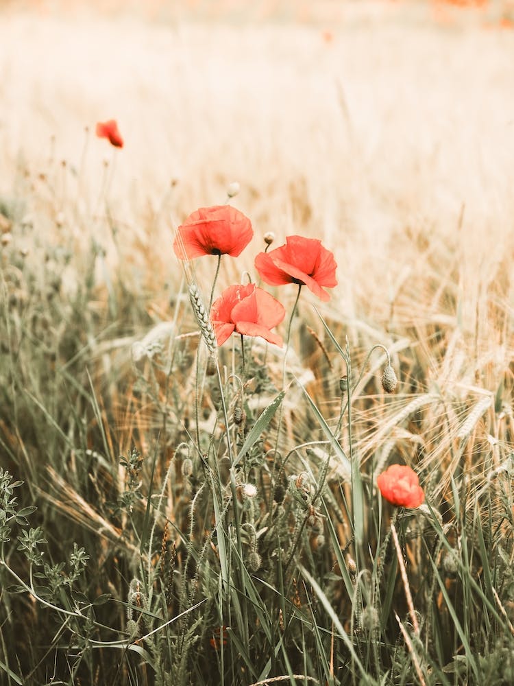 Poppy Flowers