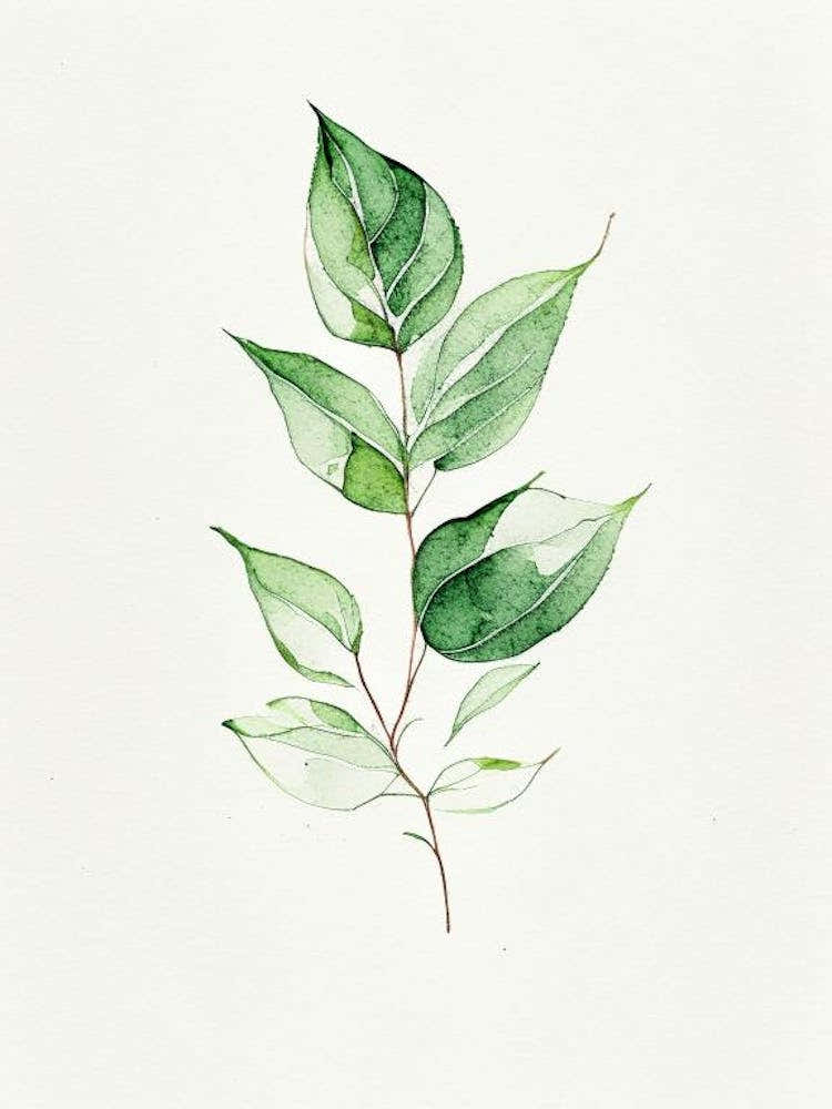 Basil Leaf Minimalist Watercolour 2