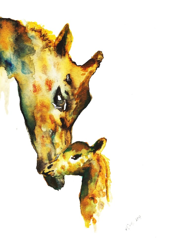 Giraffes