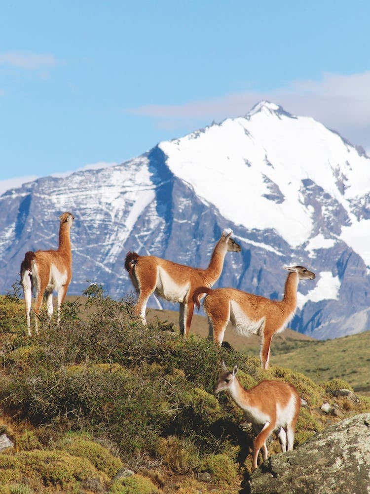 Herd Of Guanacos Torres Del Paine National Park Chile