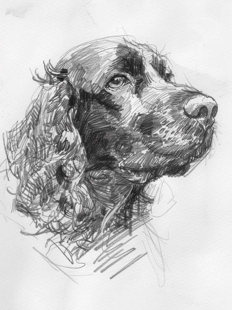 American Water Spaniel Dog Charcoal Line 1